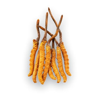 Cordyceps
