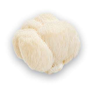 Lion's Mane