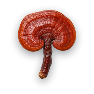 Reishi