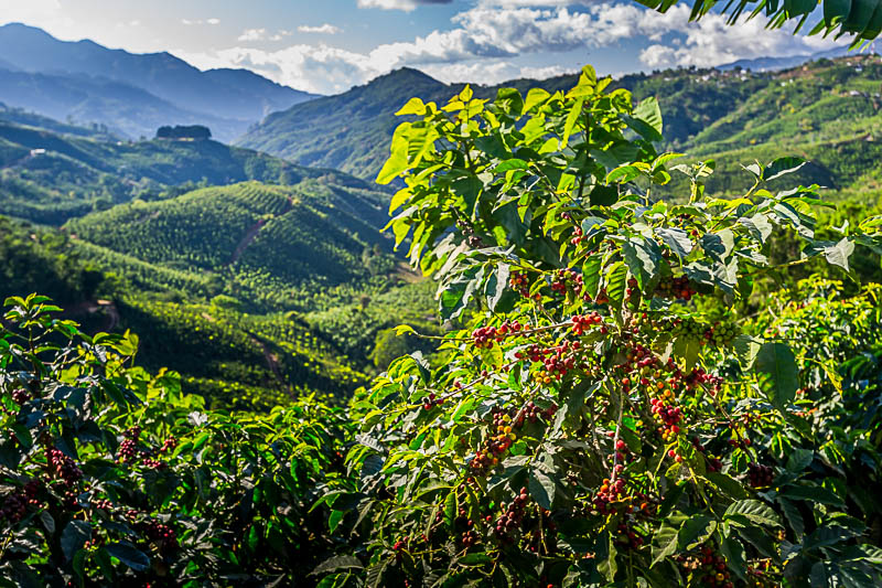 From the Heights of Tarrazú