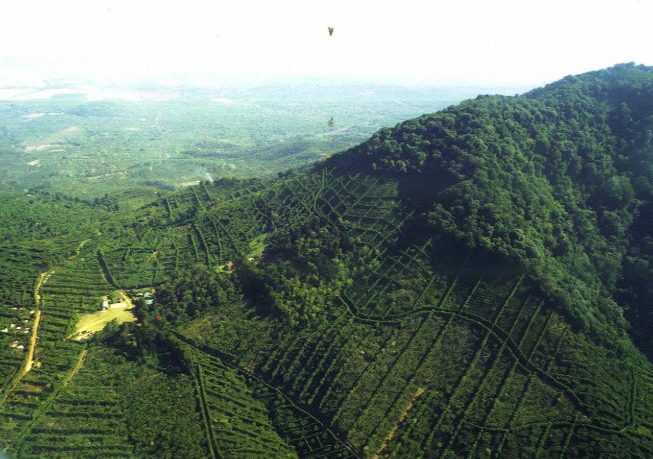From the Apaneca Highlands