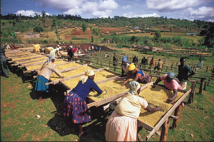 Kenya's Bright Mountain Harvest